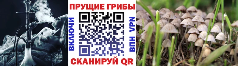наркота  Благодарный  Псилоцибиновые грибы мицелий 